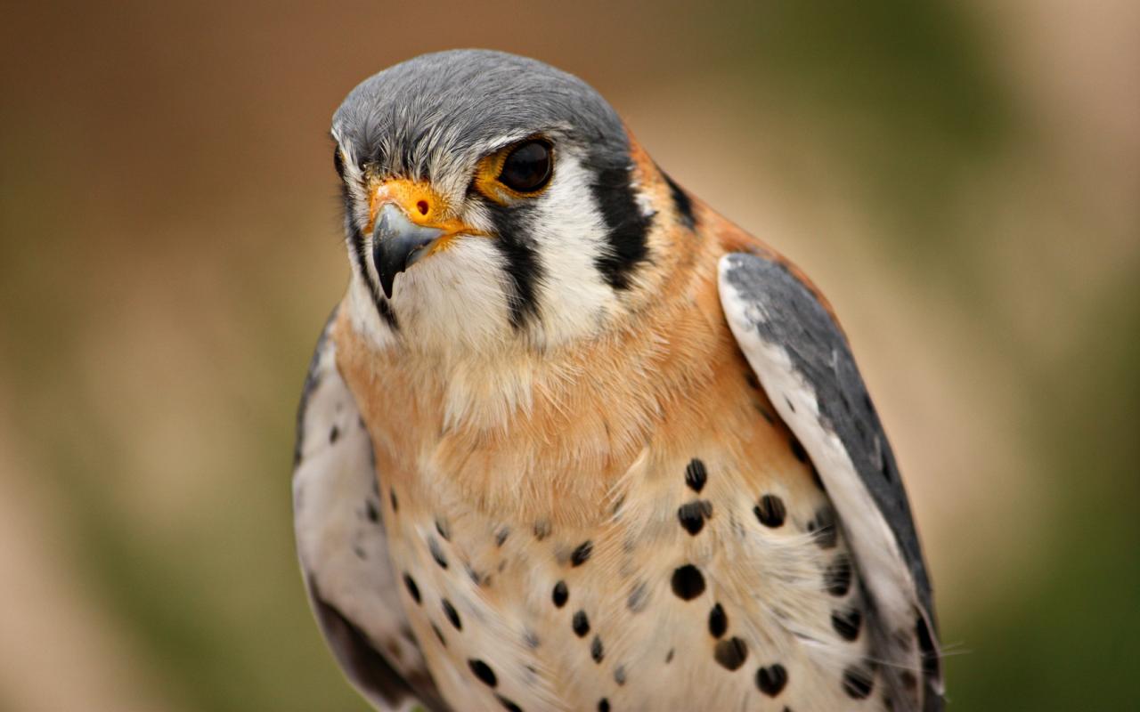 Peregrine Falcon Birds Wallpaper Hq
