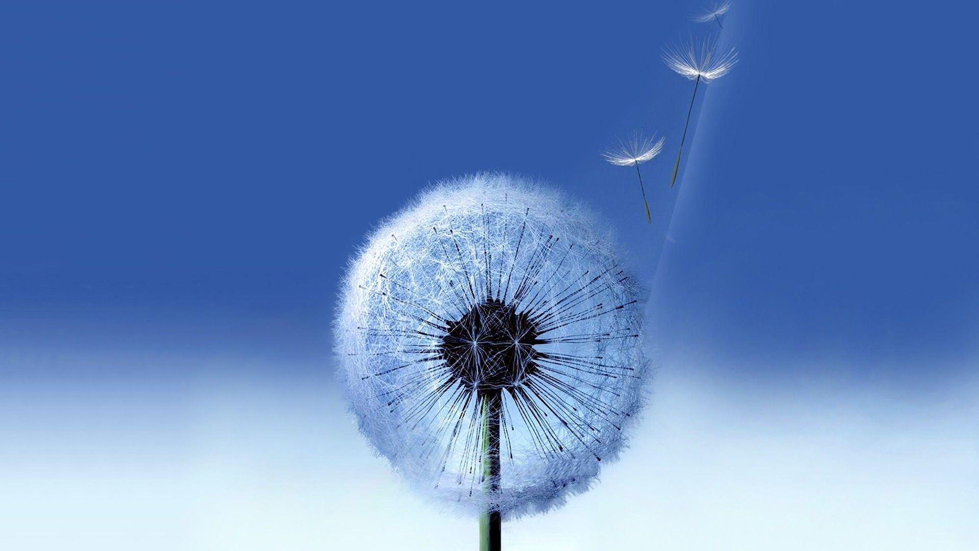 HD Live Wallpaper