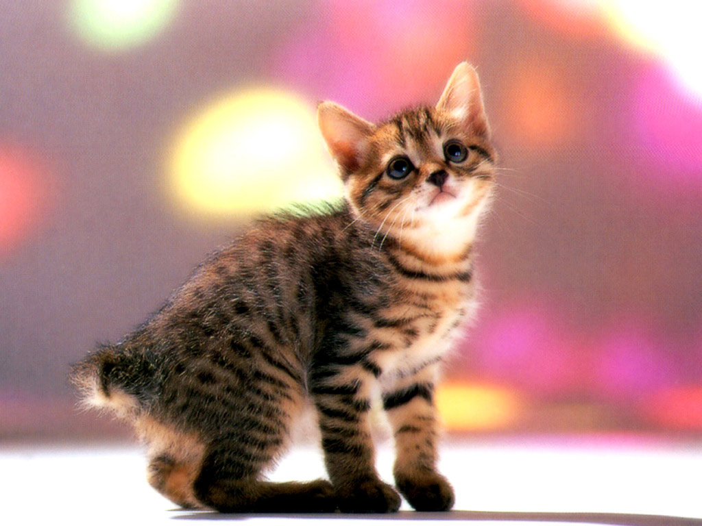 Kittens Desktop Wallpaper Kitten On The Run