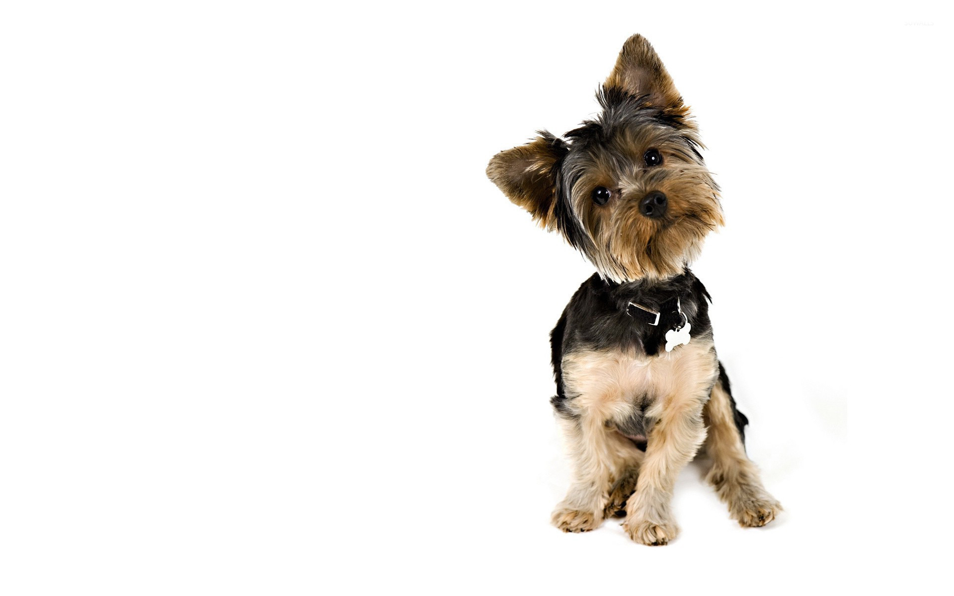 Curious Yorkshire Terrier Wallpaper Animal