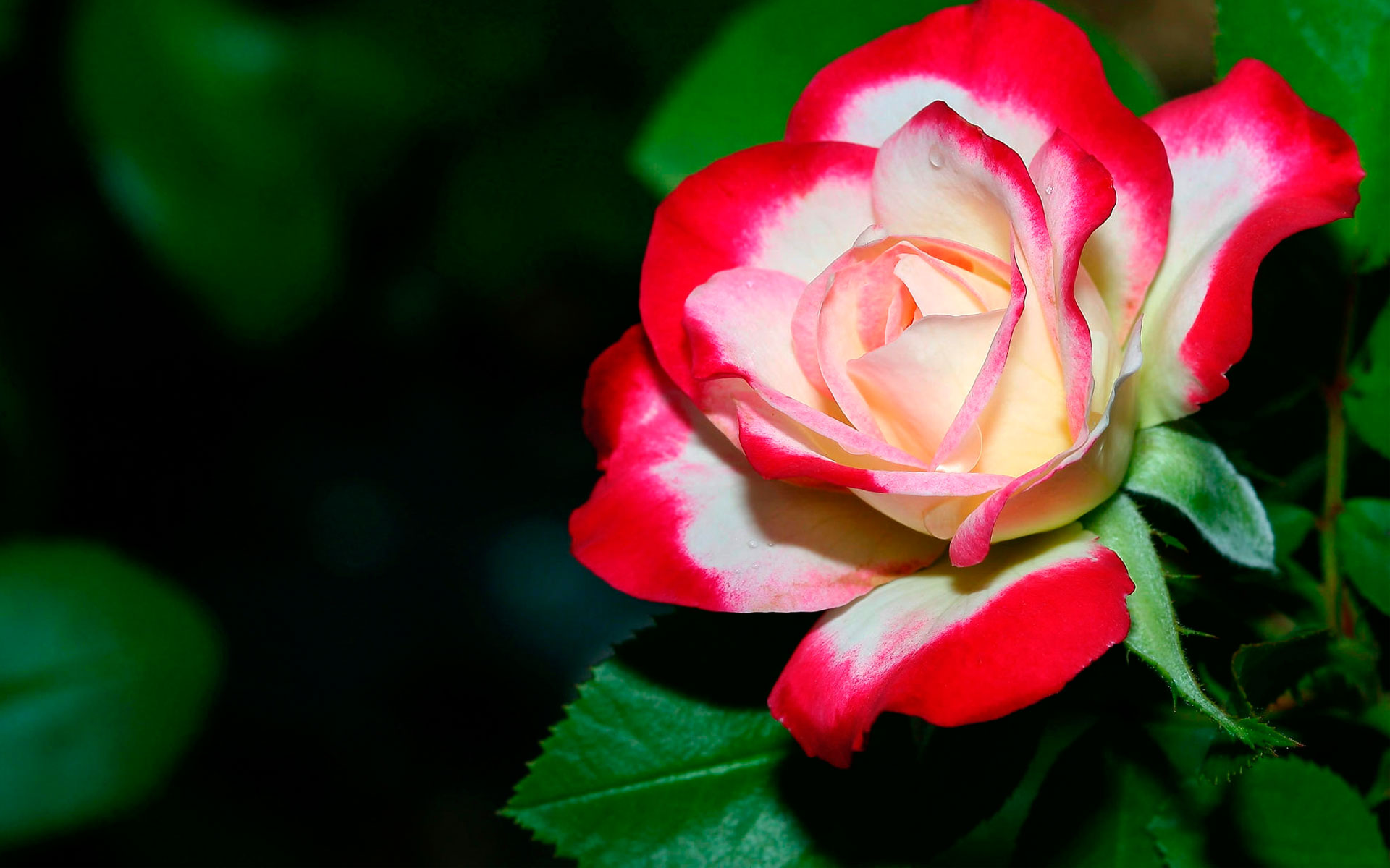 35 HD Pictures Of Roses 1920x1200