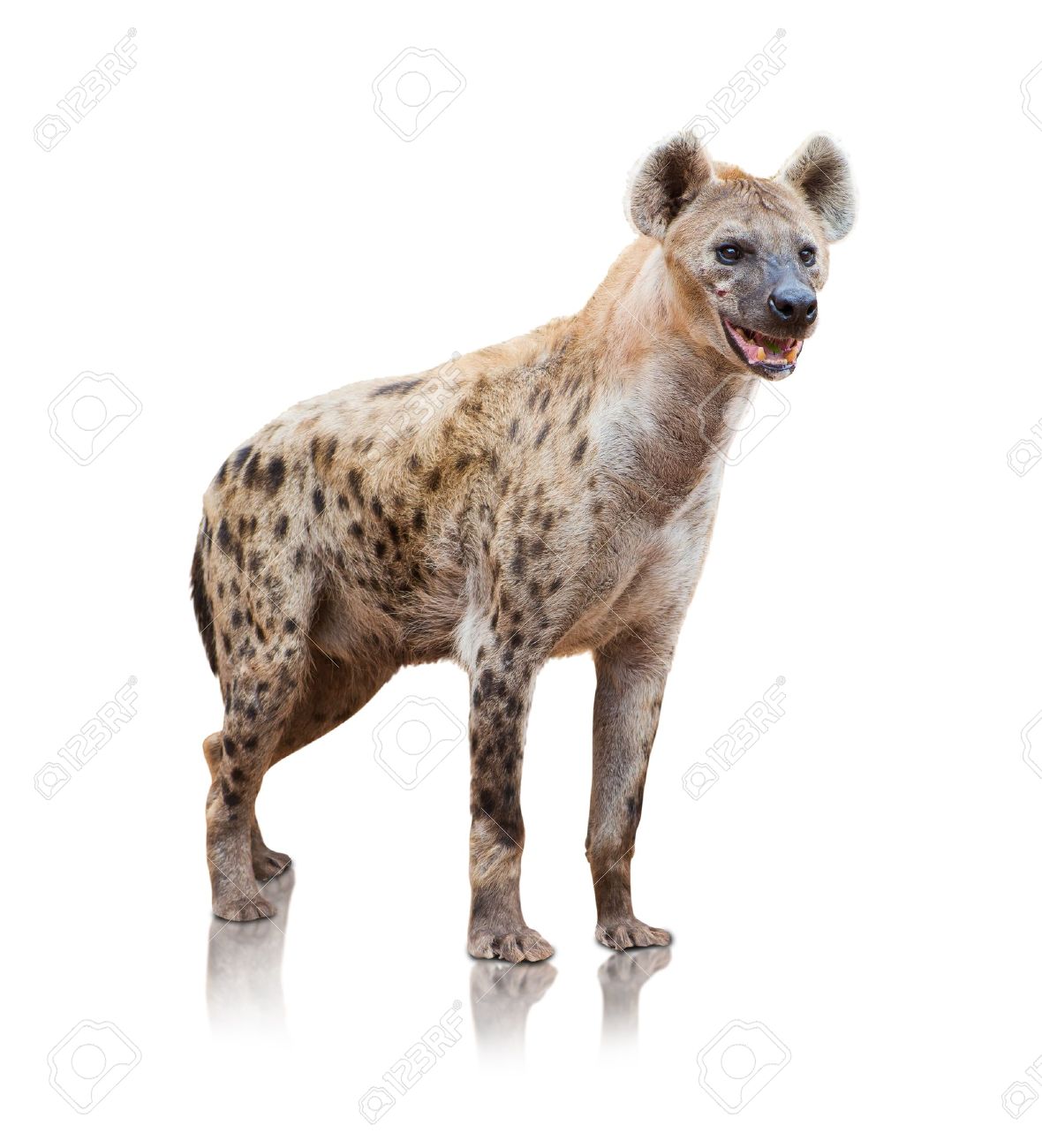 45 Hyena Background On Wallpapersafari