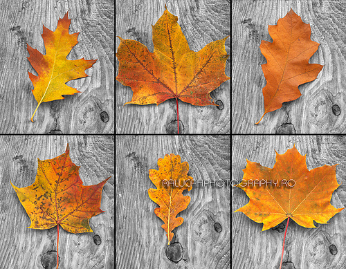 Orange Leaves On Grey Background Photo Sharing