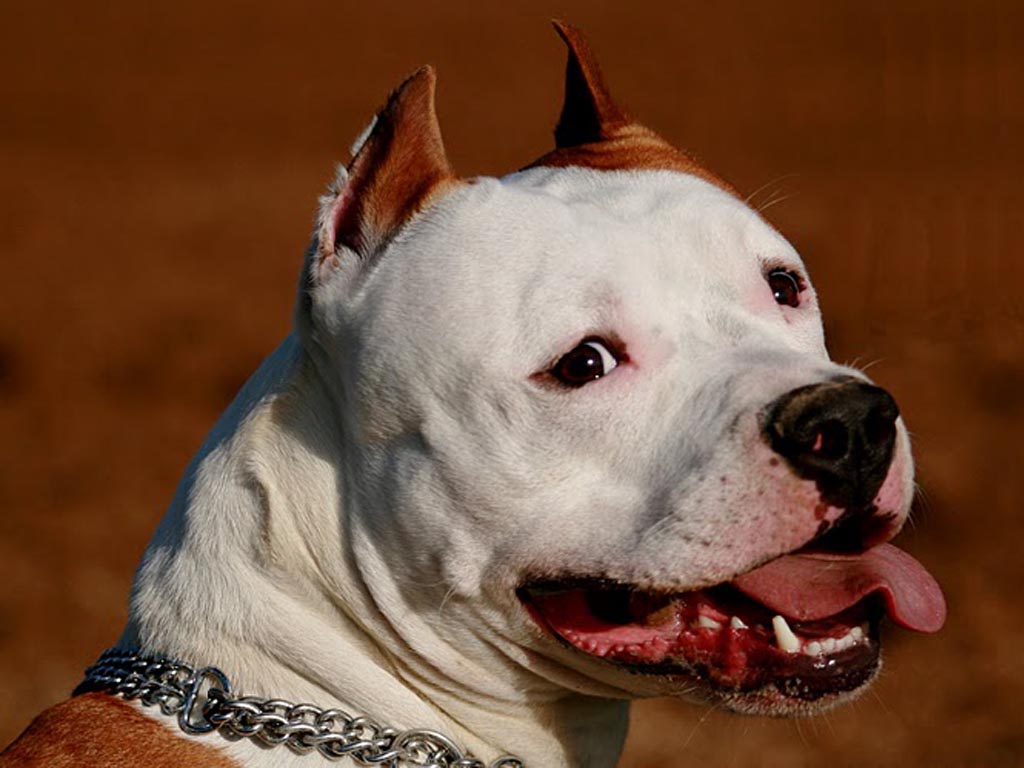American Pit Bull Dogs Photos Image