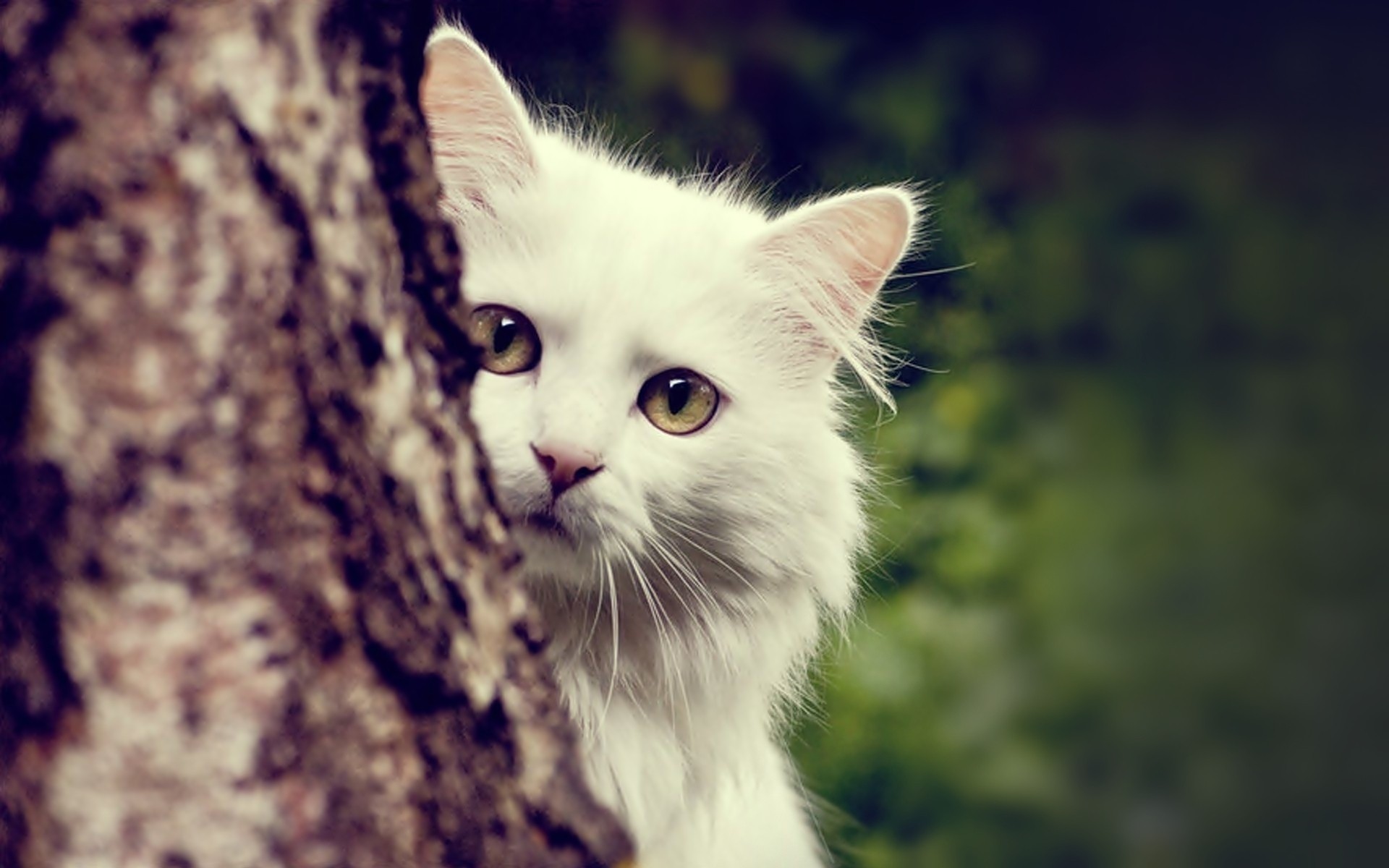 Beautiful White Cats Wallpaper images
