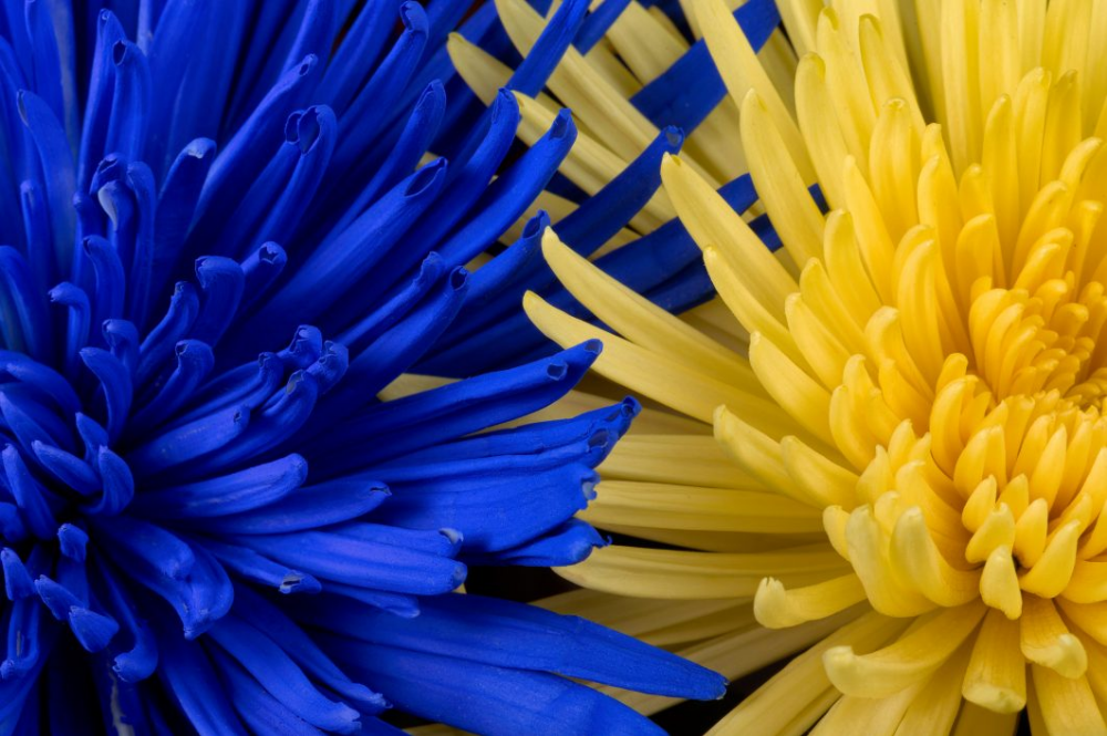 Blue And Yellow Flowers Flower Wallpaper Floral
