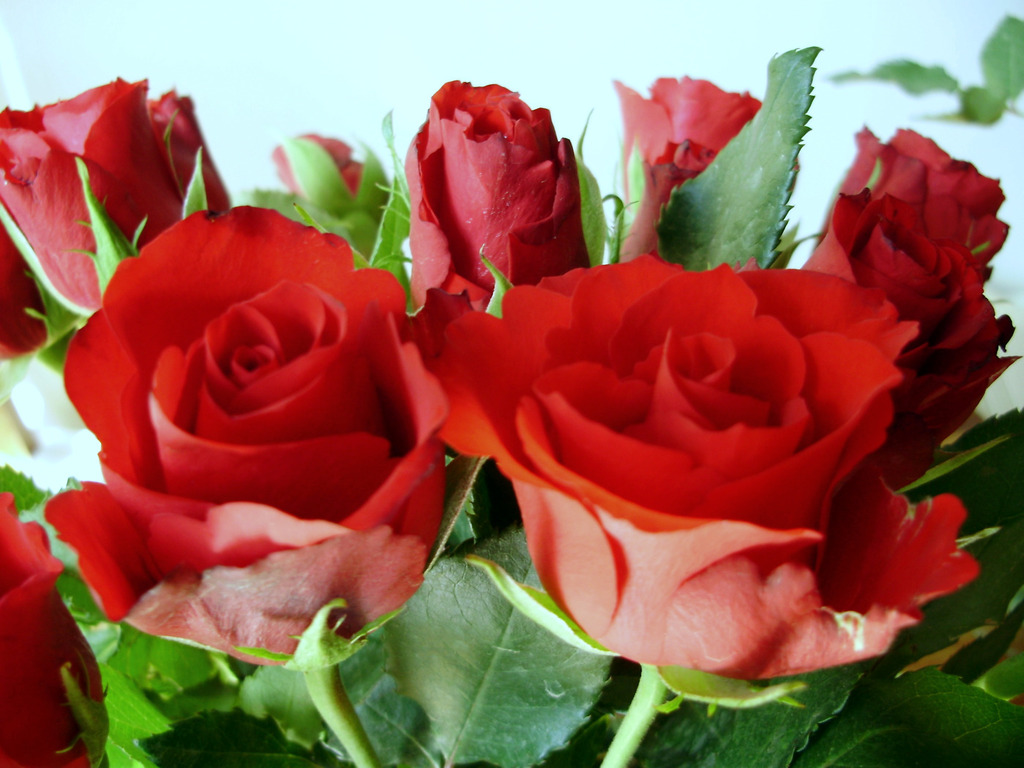 Red Rose Flower Wallpaper Love Roses Pictures Urdu Meaning