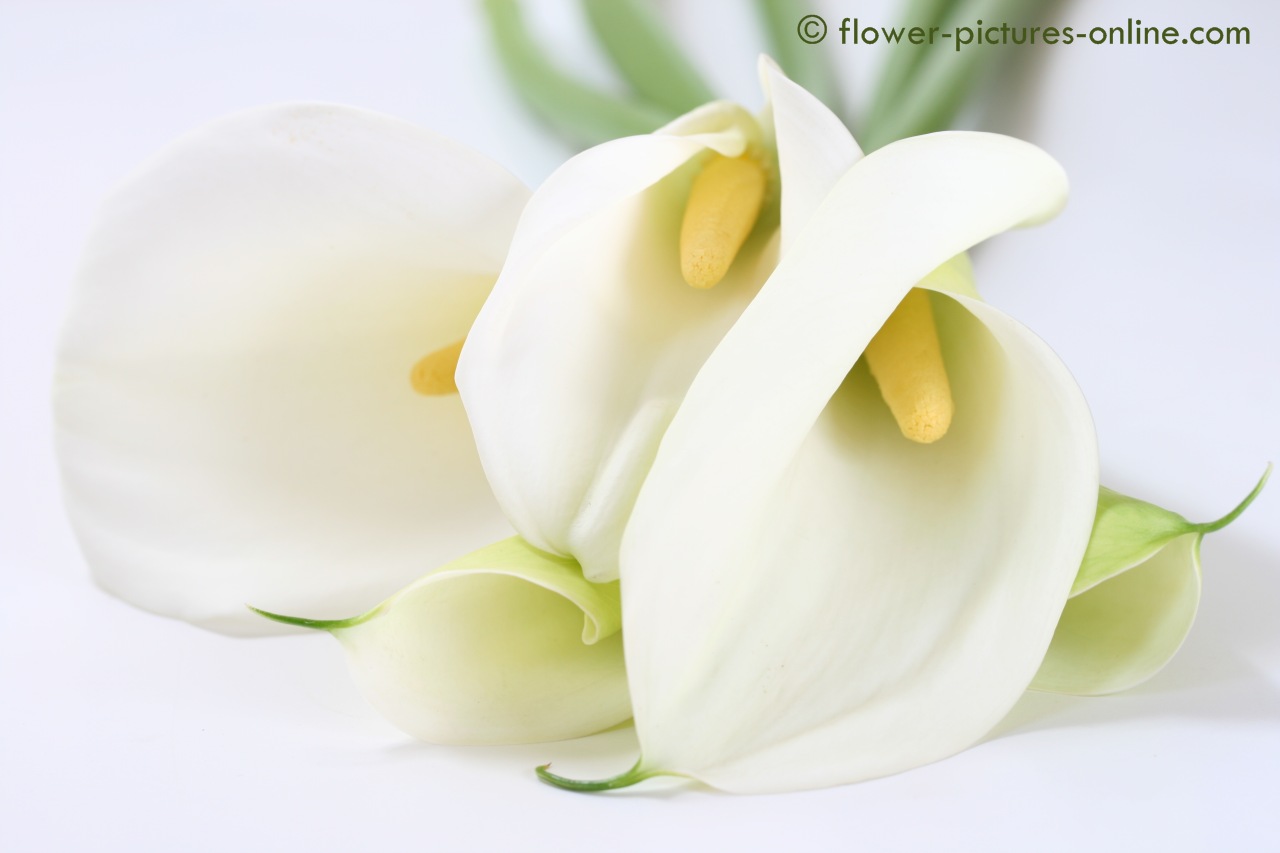 Calla Lily Flowers Wallpaper