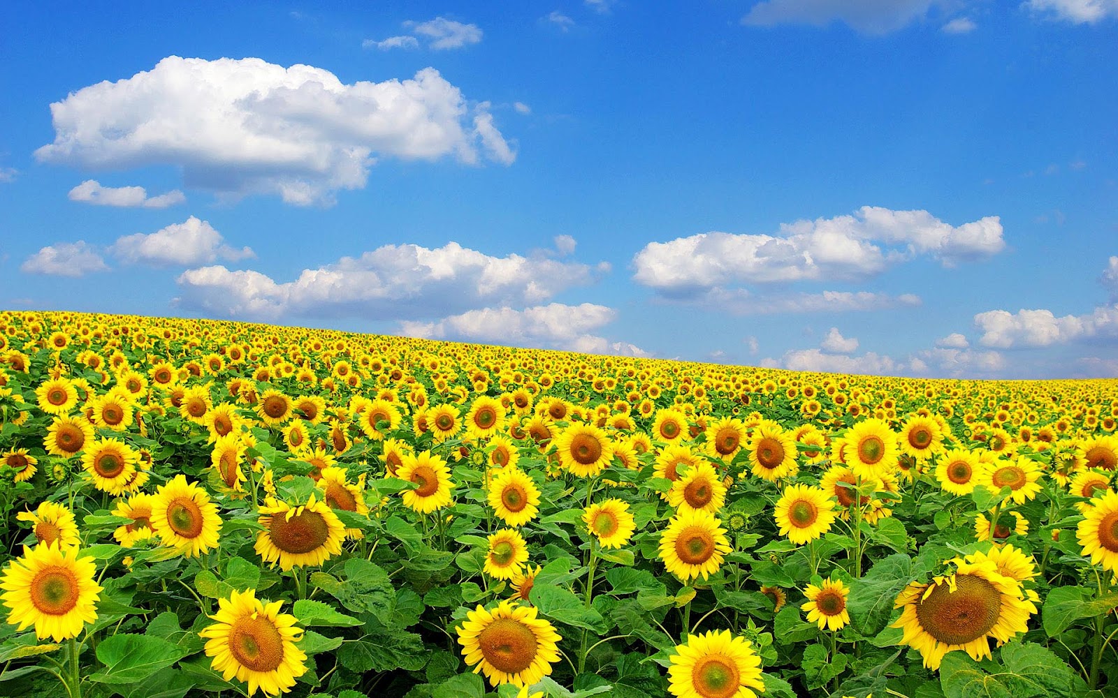HD Sunflowers Wallpaper Top Best For Desktop