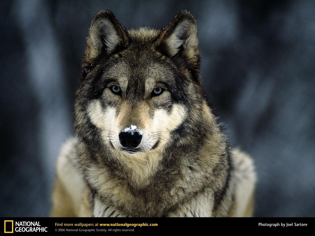 Grey Wolf In The Snow Wolves Wallpaper