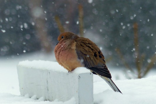 Winter Solitude Birds And Blooms