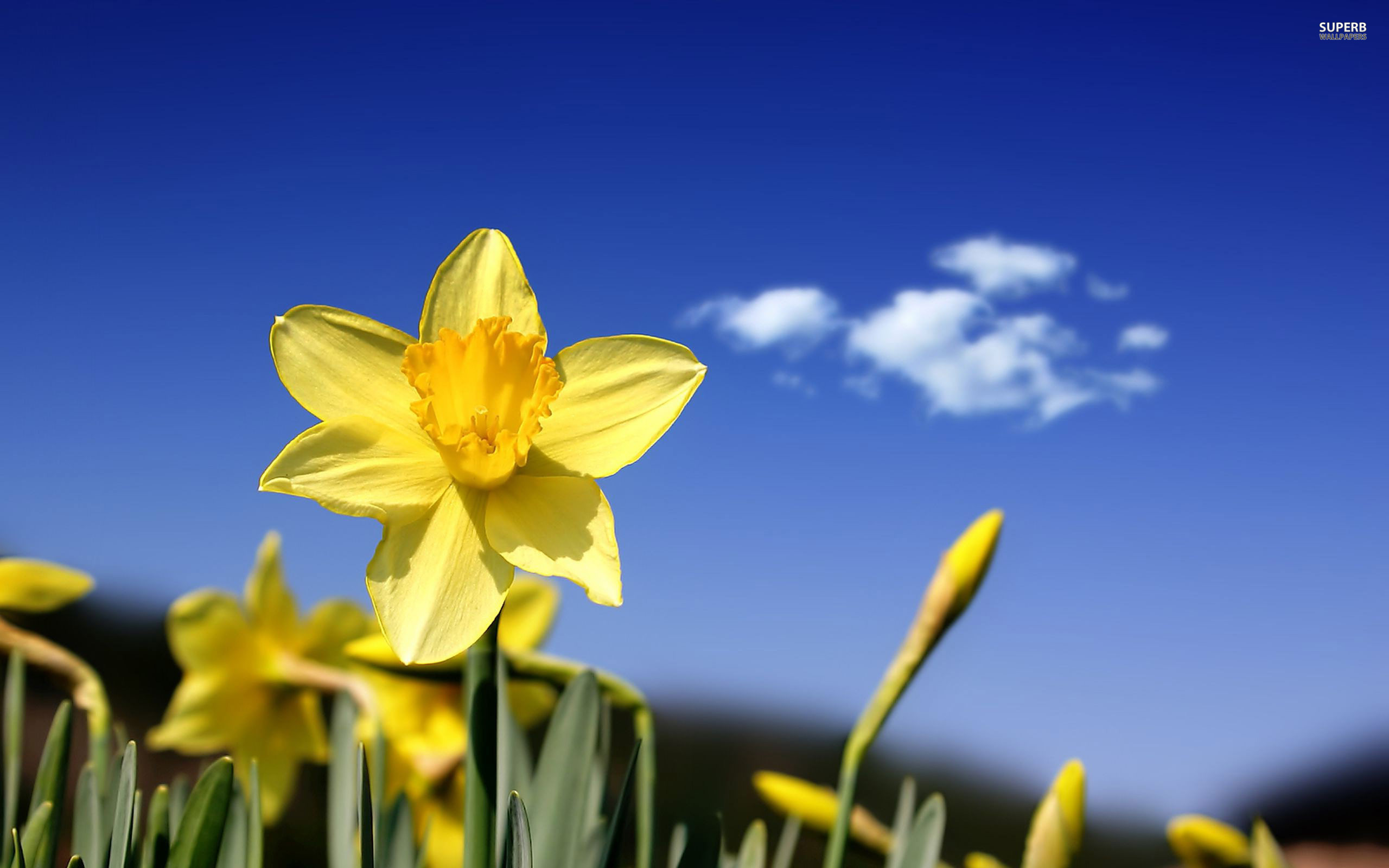 Free download Daffodil wallpaper 2560x1600 51534 [2560x1600] for your Desktop, Mobile & Tablet