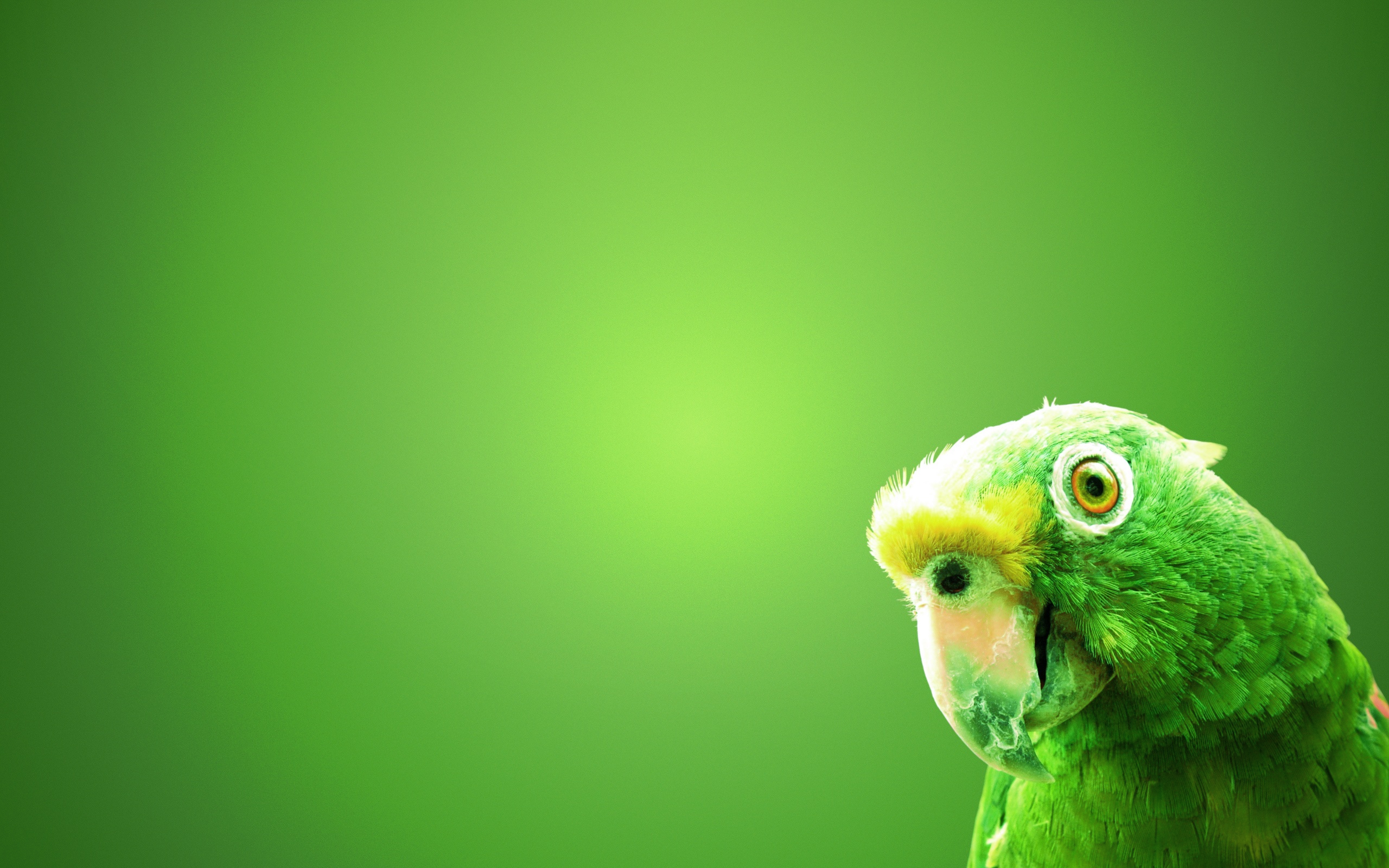 Green Parrot Stock Wallpaper 2560x1600