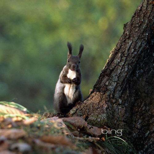 HD Bing Curious Squirrel Wallpaper