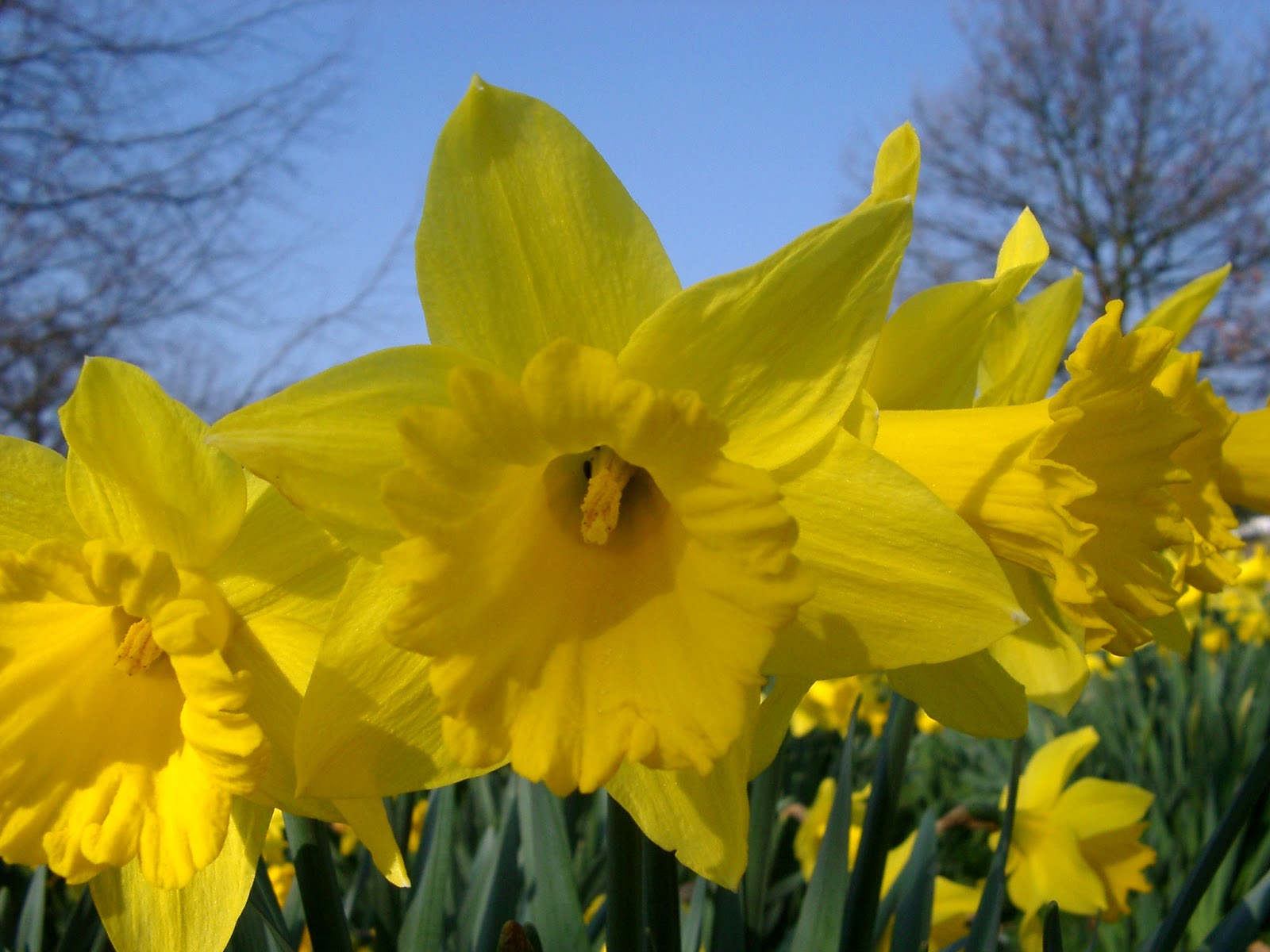 Beautiful Desktop HD Wallpaper Daffodil