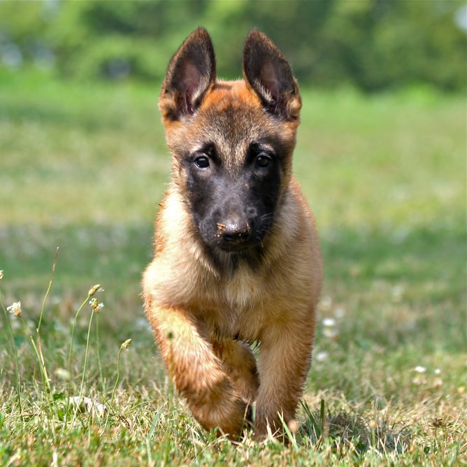 Belgian Malinois Info Temperment Care Puppies Pictures
