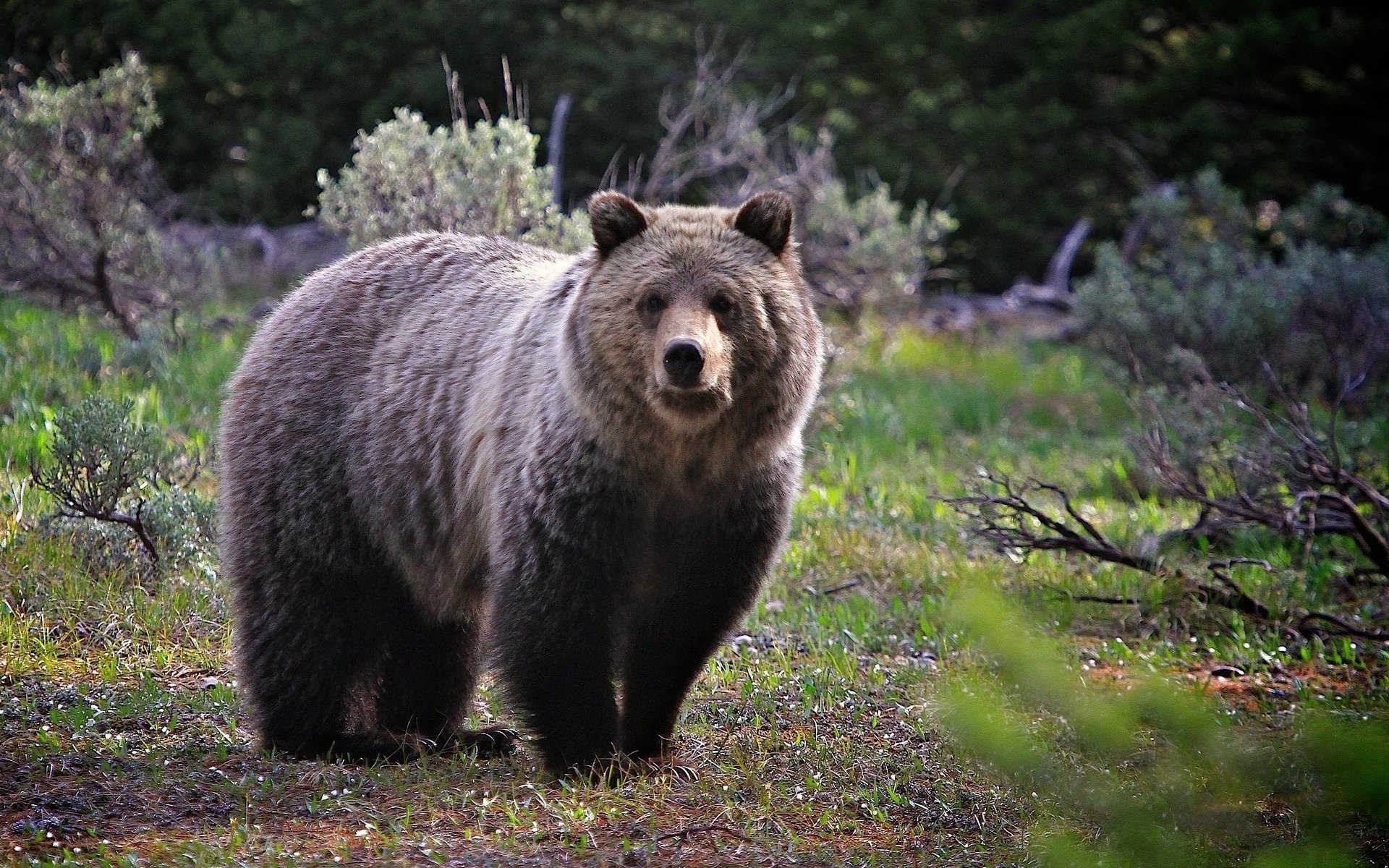 Brown Bear Wallpaper And Image