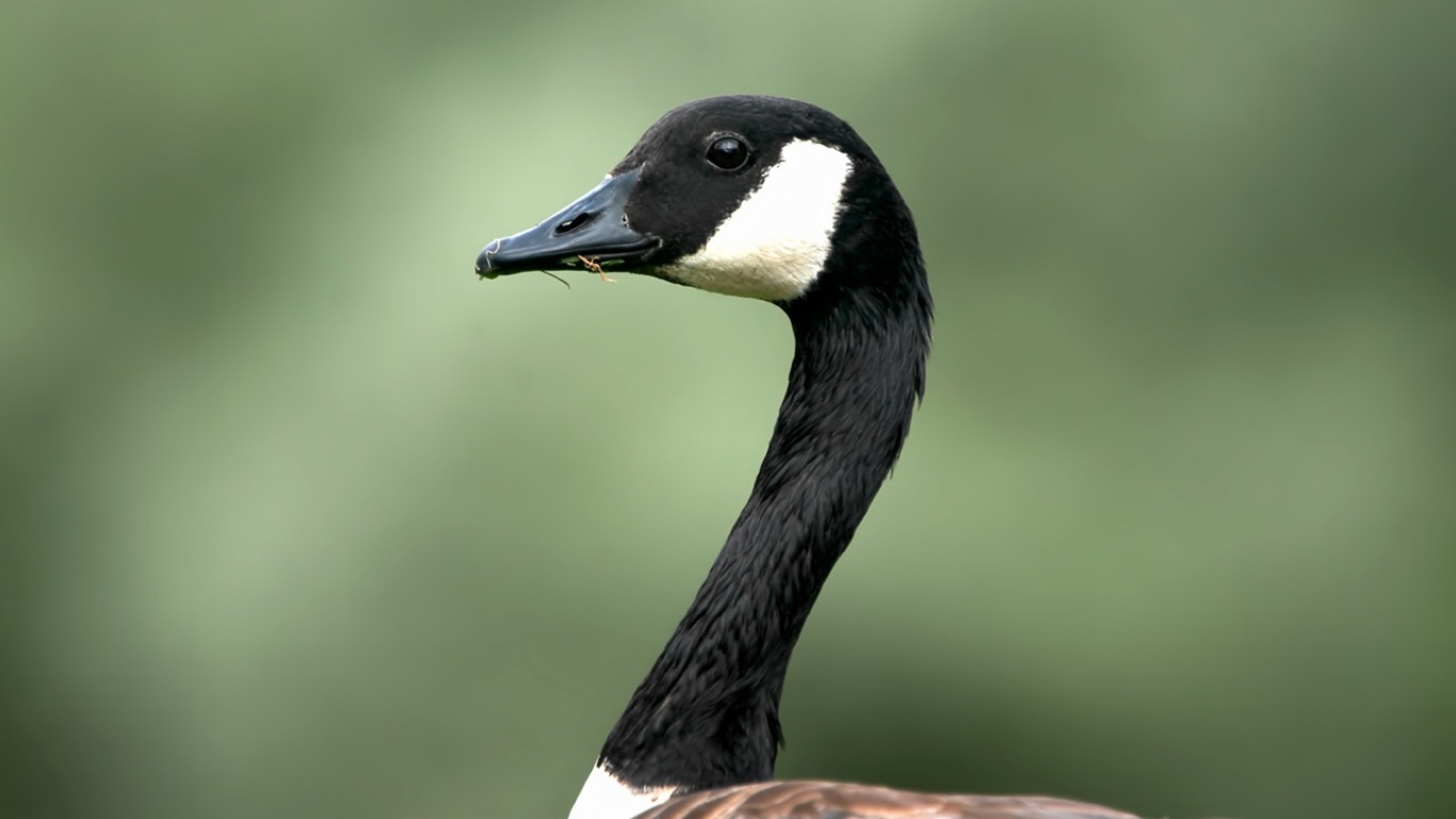 Free download Mother Goose Nursery Rhymes Wallpaper Border [646x800