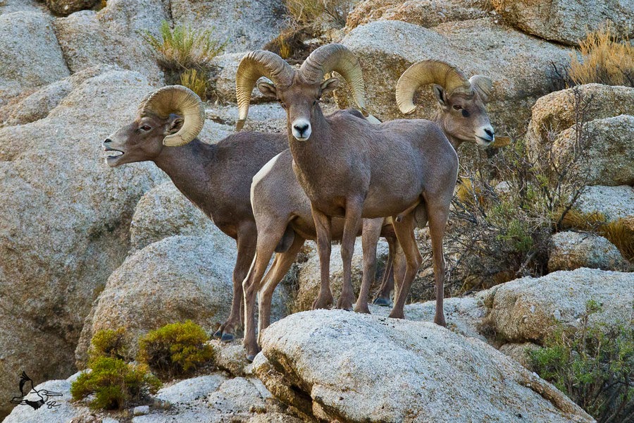 Wallpaper Bighorn Sheep Pictures