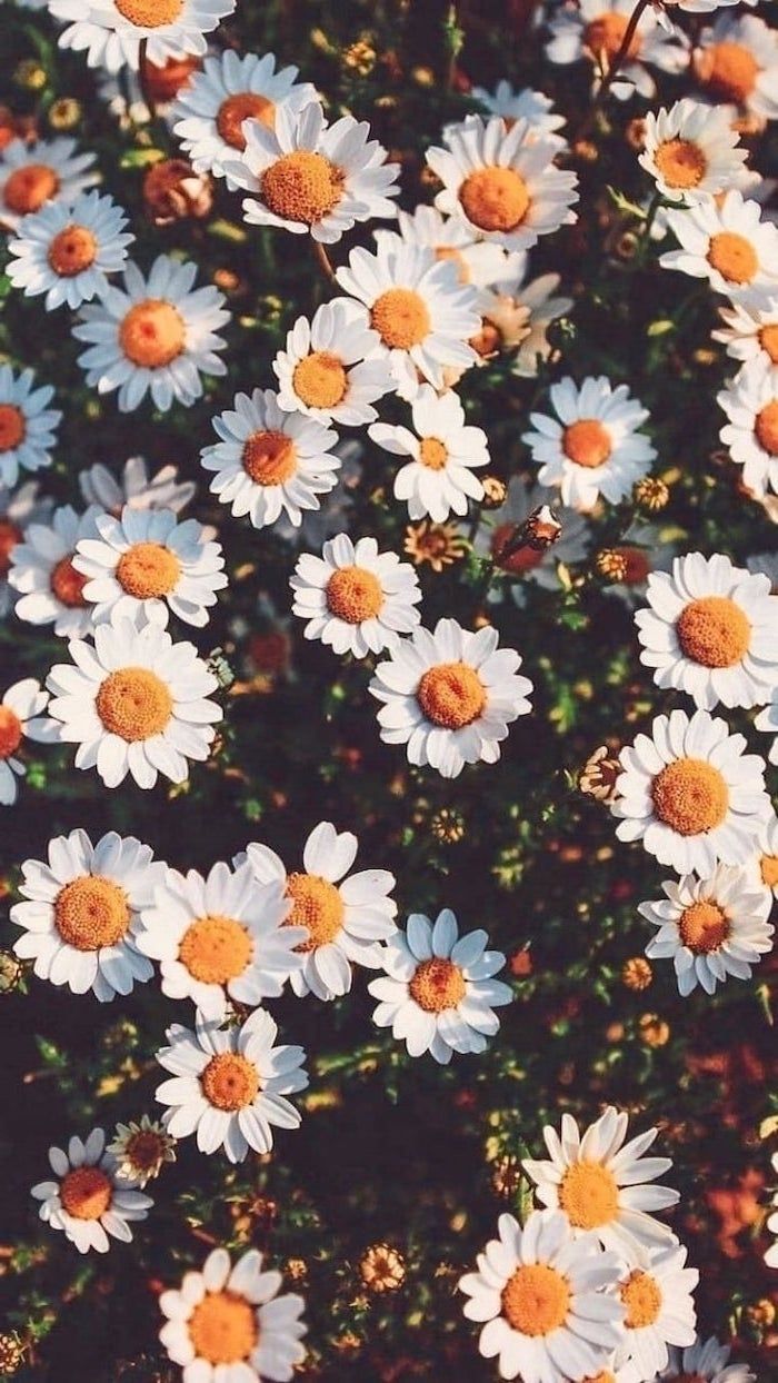 Lots Of Daisies Pink iPhone Wallpaper In Cute Background
