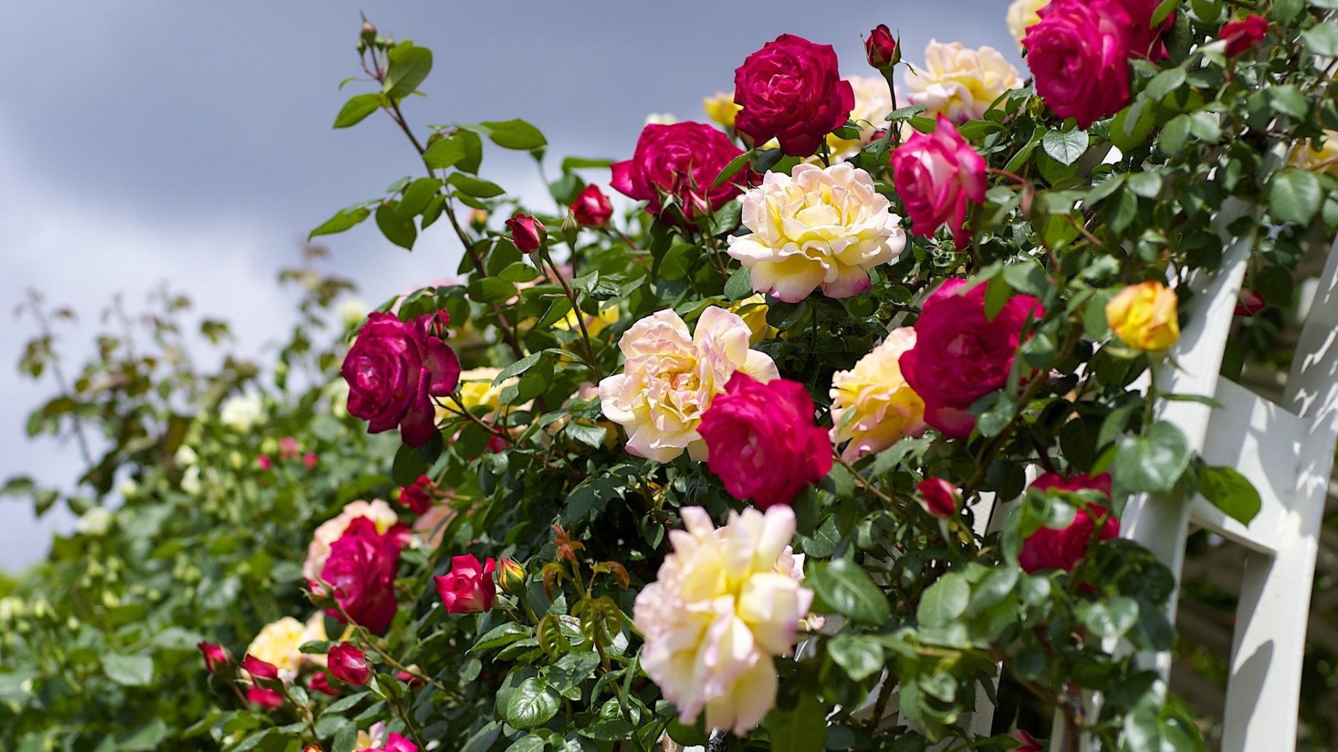 Wallpaper Roses Flowering Garden Sky Beautifully Full HD