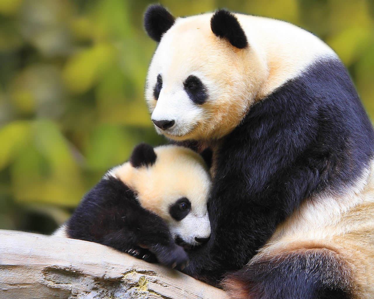 Baby Panda With Mother