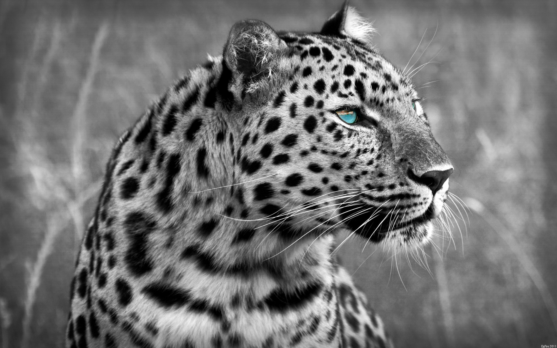Black And White Leopard Wallpaper Image Pictures