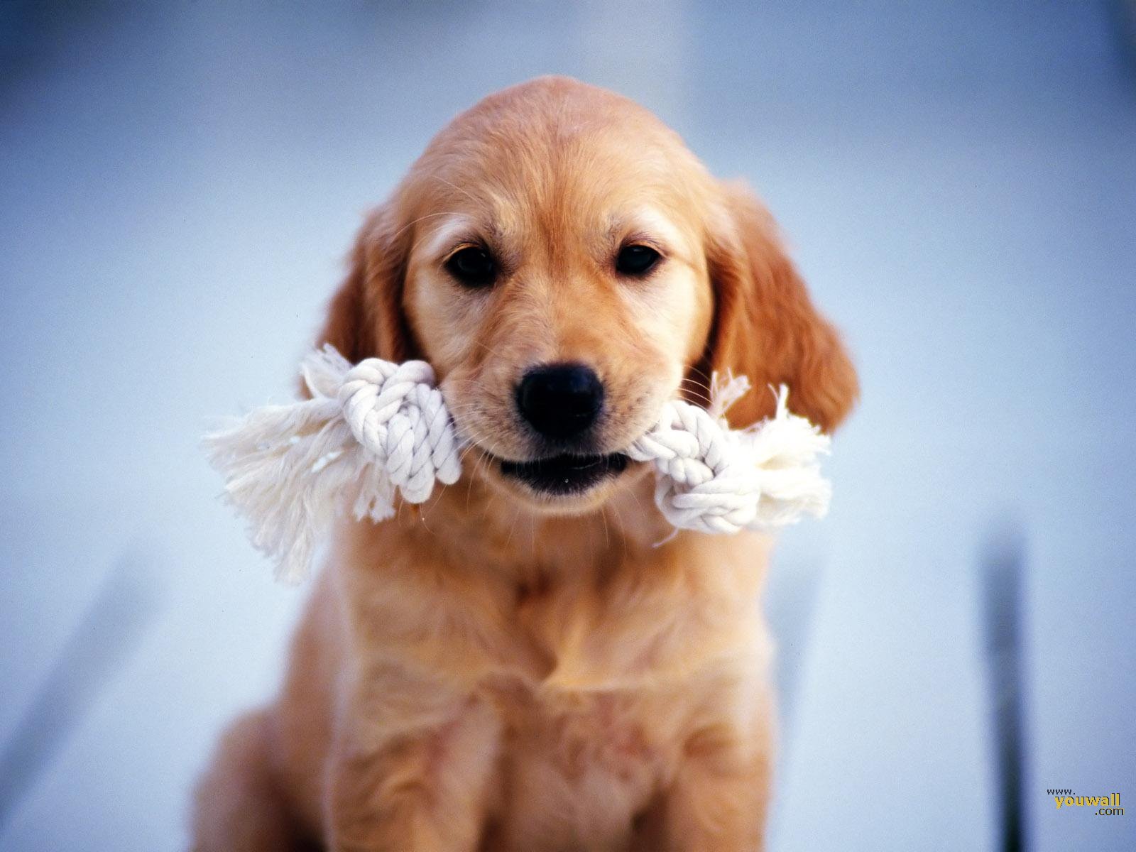 All Wallpapers Beautiful Dog Hd Wallpapers 1600x1200