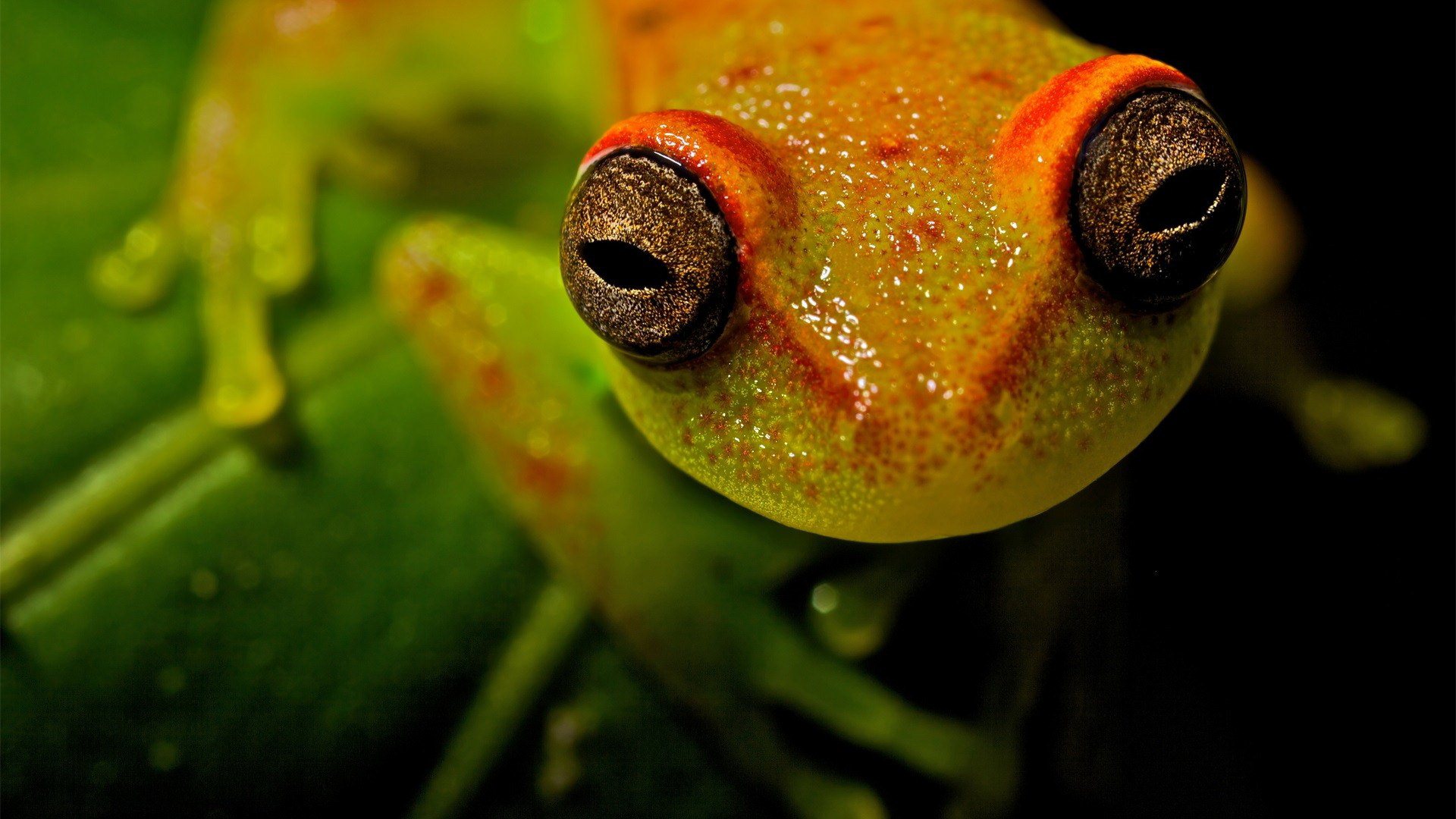 Frog Eyes HD Desktop Background Photos Wallpaper