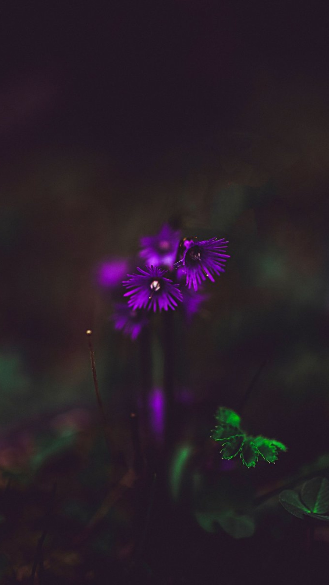 Purple Flower Desktop Wallpaper