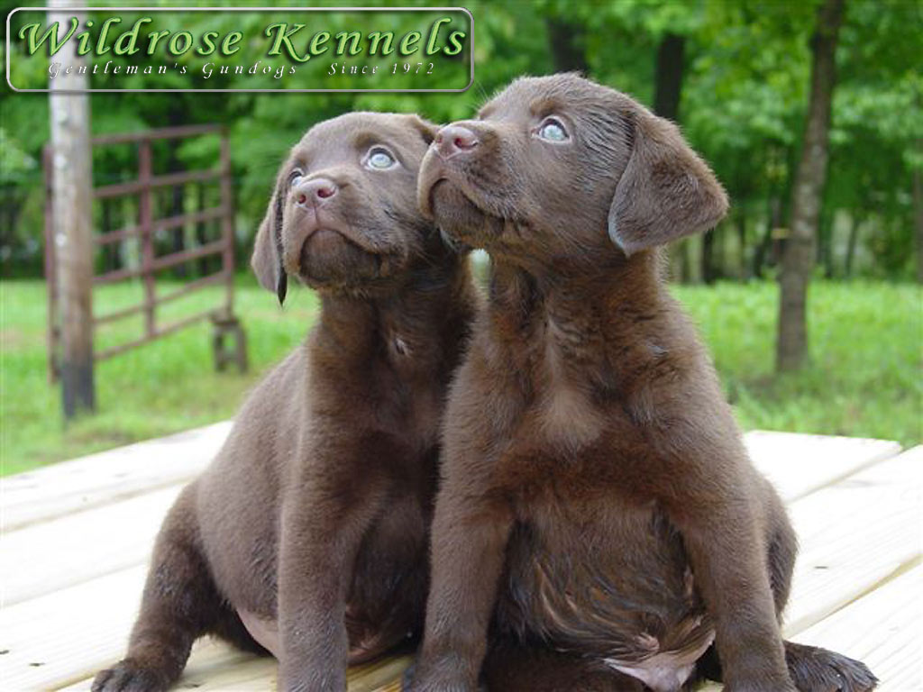 Chocolate Labrador Puppies Wallpaper