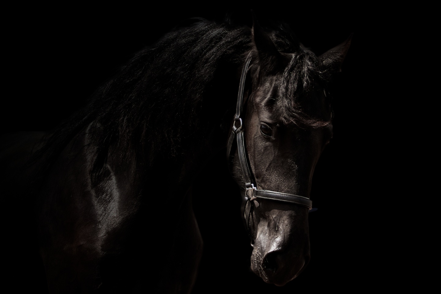 Arabo Friesian Horses Black