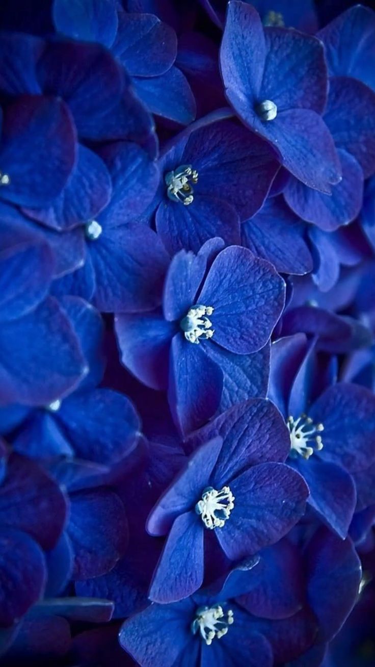 Indigo Aesthetic Wallpaper