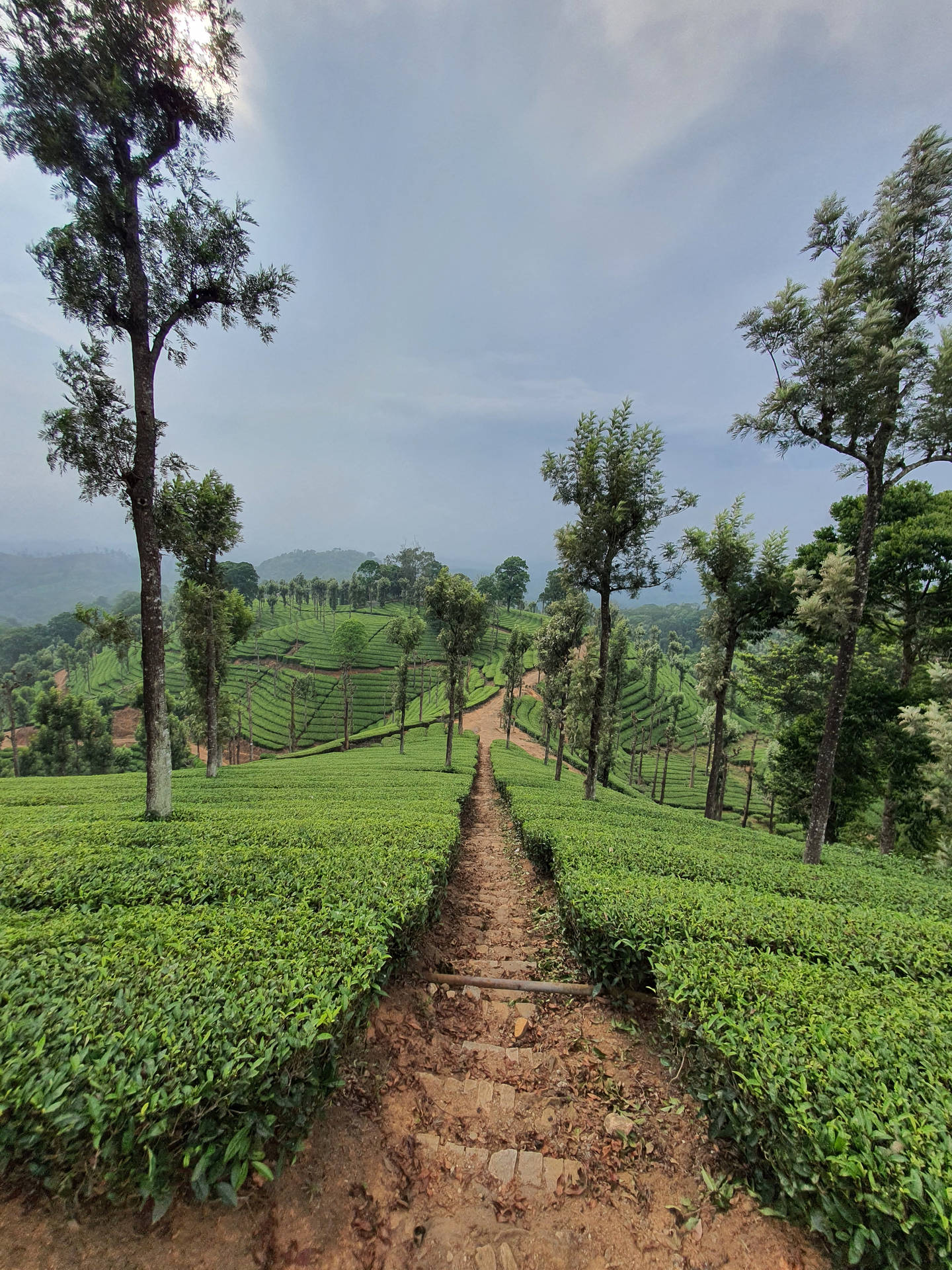 Tea Garden Wallpaper