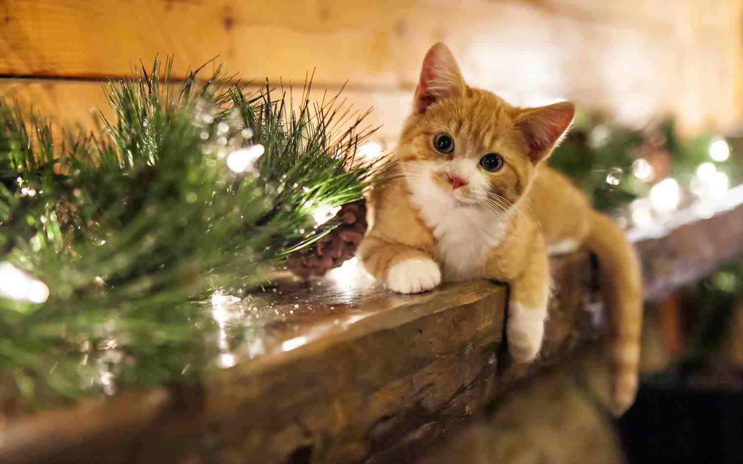 Cute Christmas Kittens Wallpaper Cheminee Website