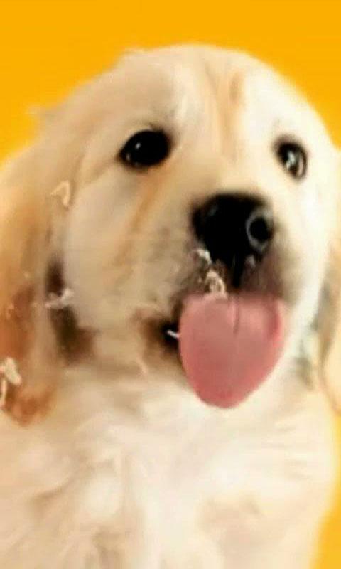 Cute Puppy Lick Live Wallpaper Screenshot