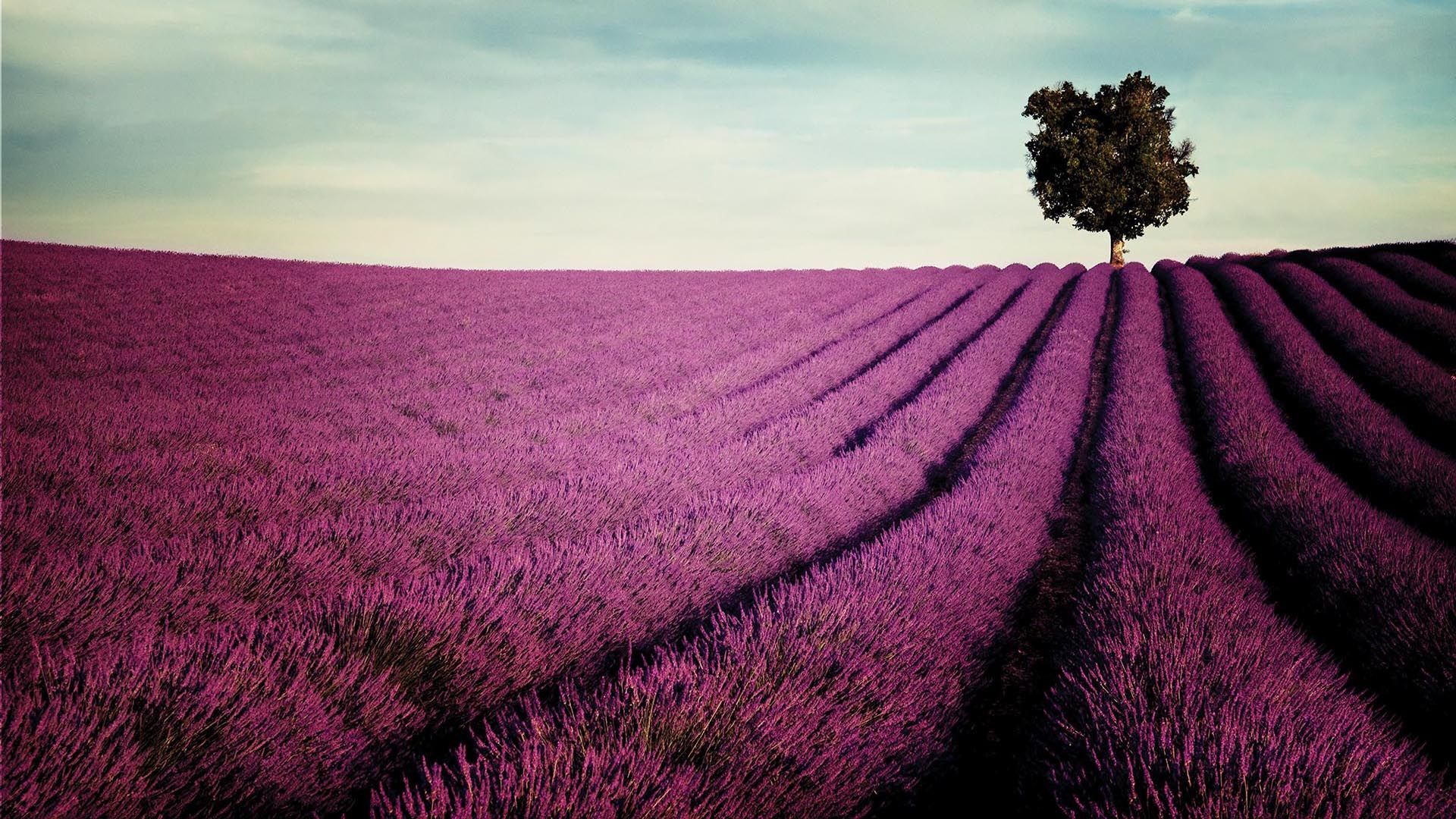 Provence France Provansa Colorful Destinations Lavender