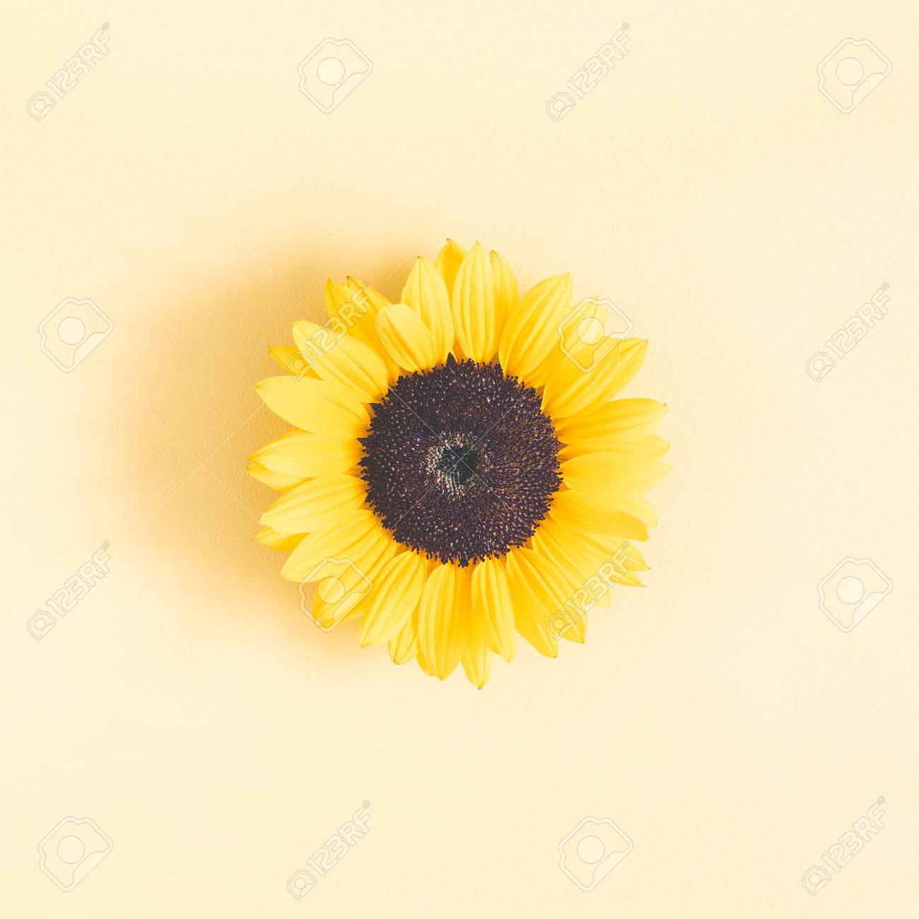 Autumn Position Sunflower On Pastel Yellow Background
