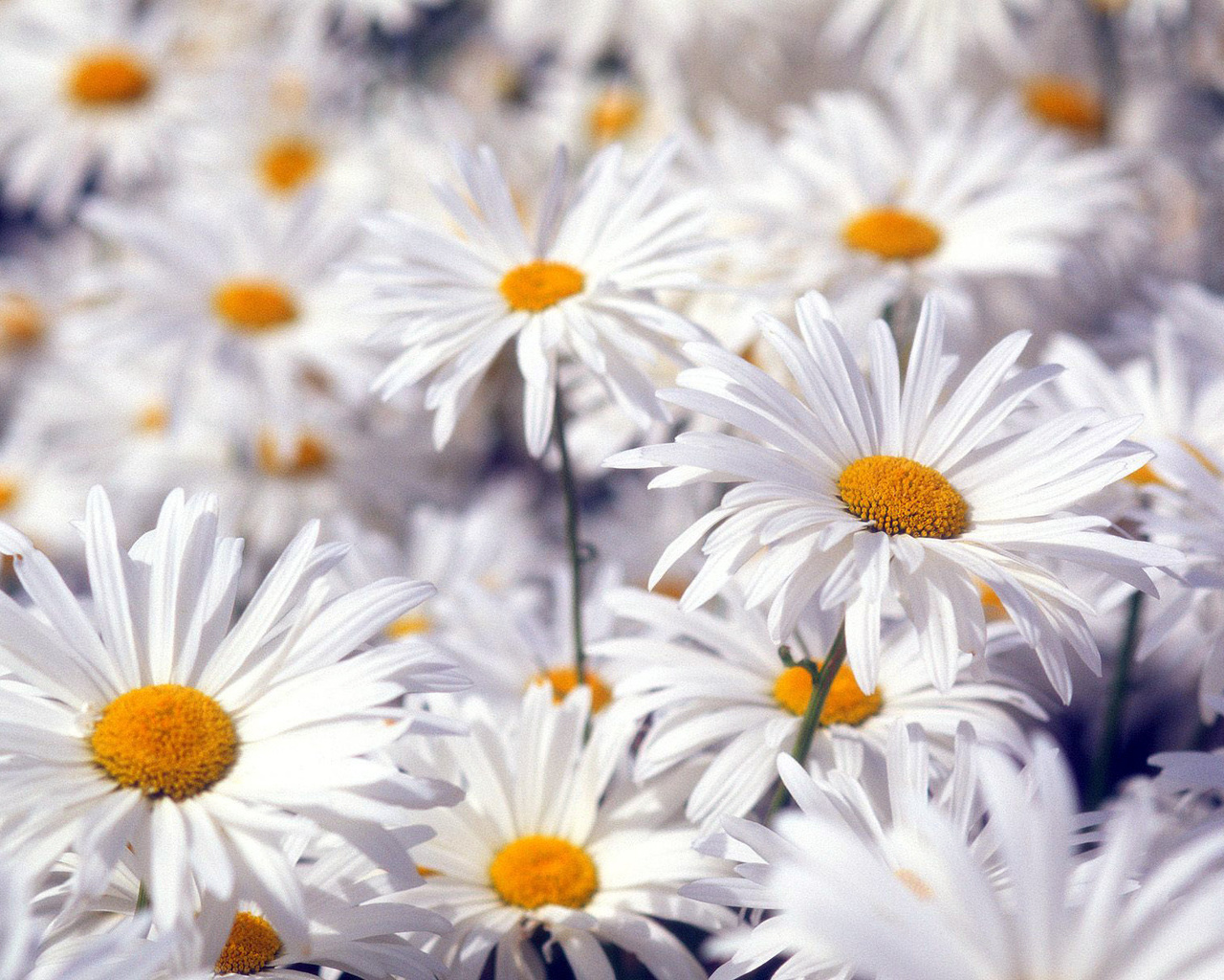 Beautiful White Flowers Wallpaper HD