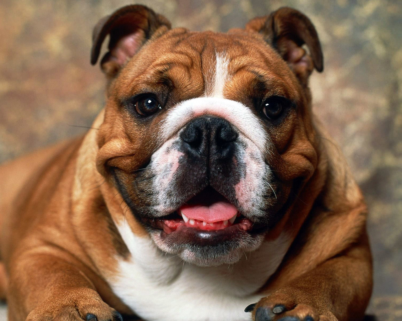 Pictures English Bulldog Pictures screensavers for free wallpapers