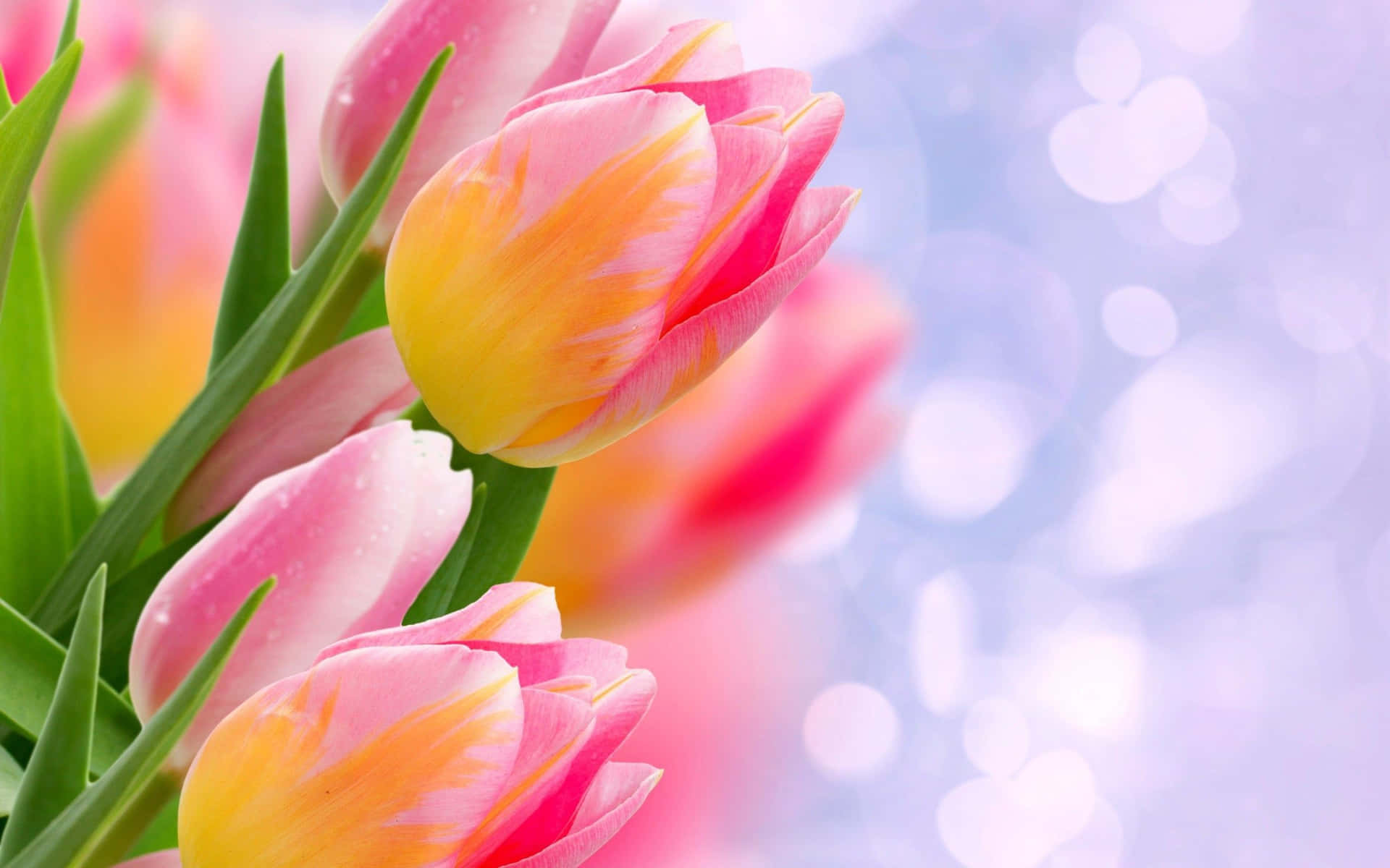 Bunga Background Wallpaper