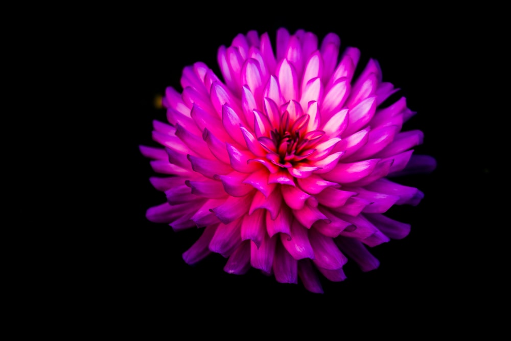 Purple And White Flower In Black Background Photo Image On