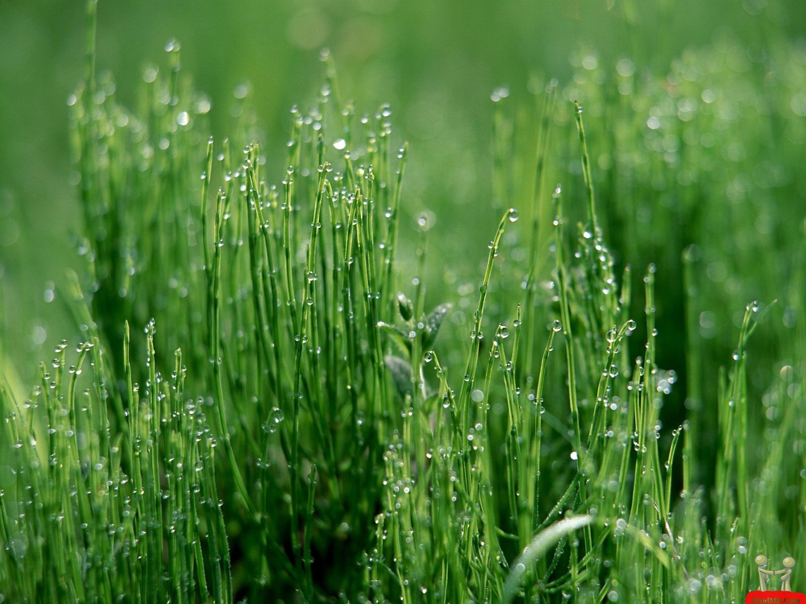 Dew Drops Shining On Green Grass HD Wallpaper E Entertainment