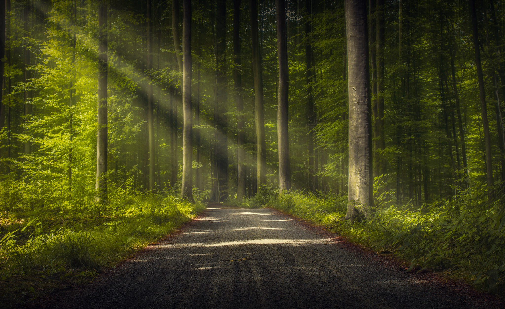 Trees Road Forest Nature Sun Rays Wallpaper HD