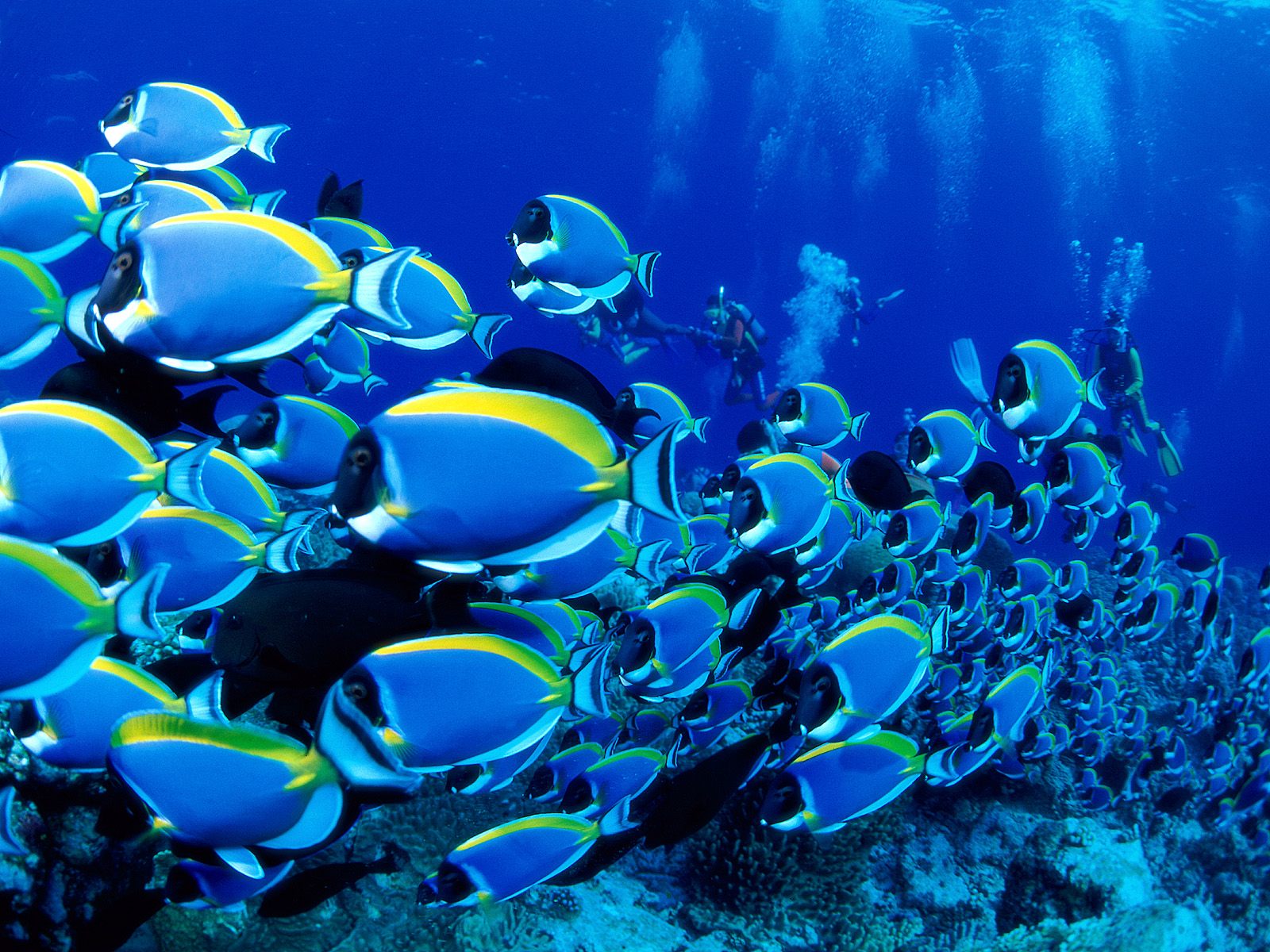 Ocean Underwater Saltwater Fish Powder Blue Tang Sea Wallpaper