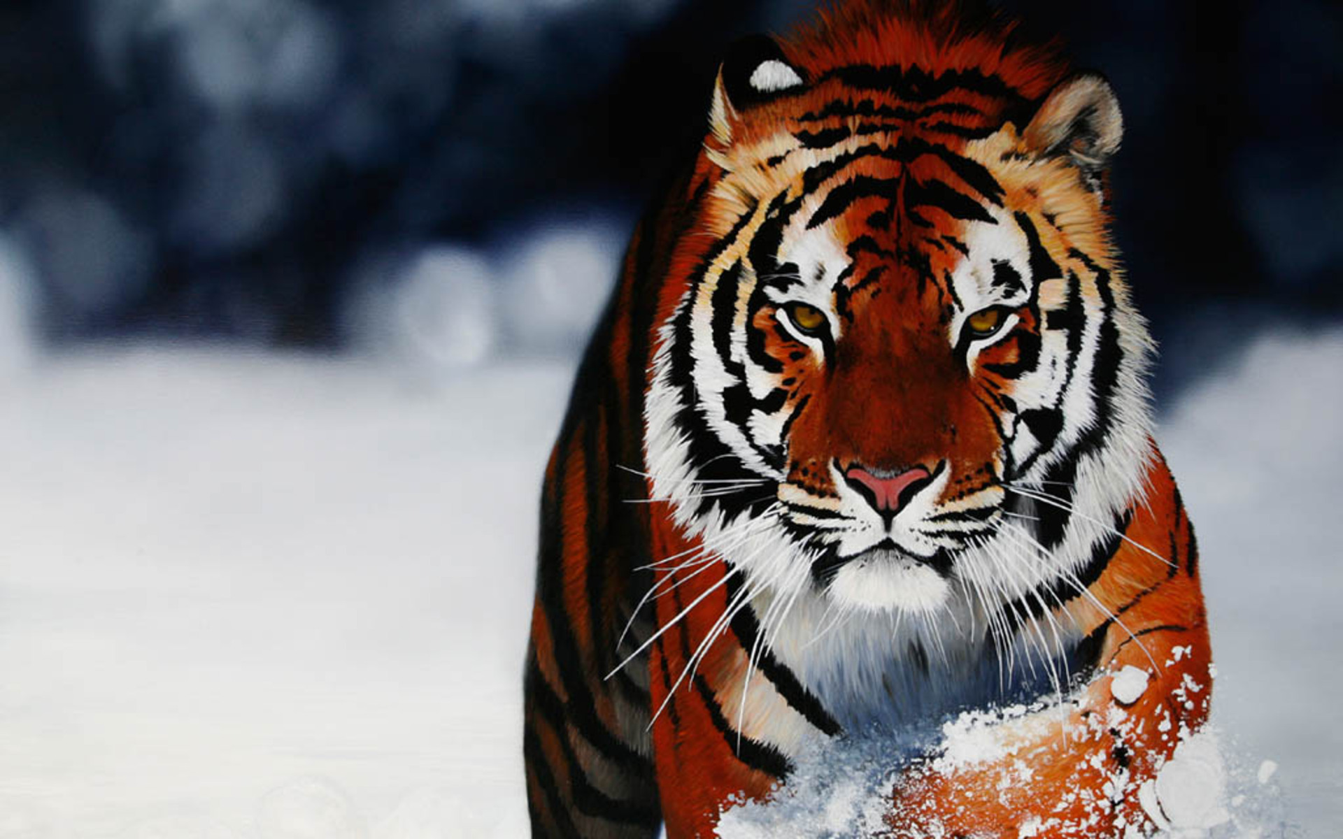 HD Wallpaper Animal Background Image Pictures