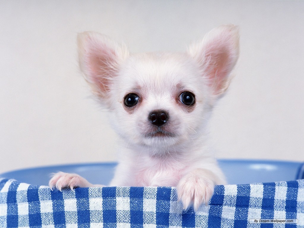 Chihuahua Wallpaper Dogs