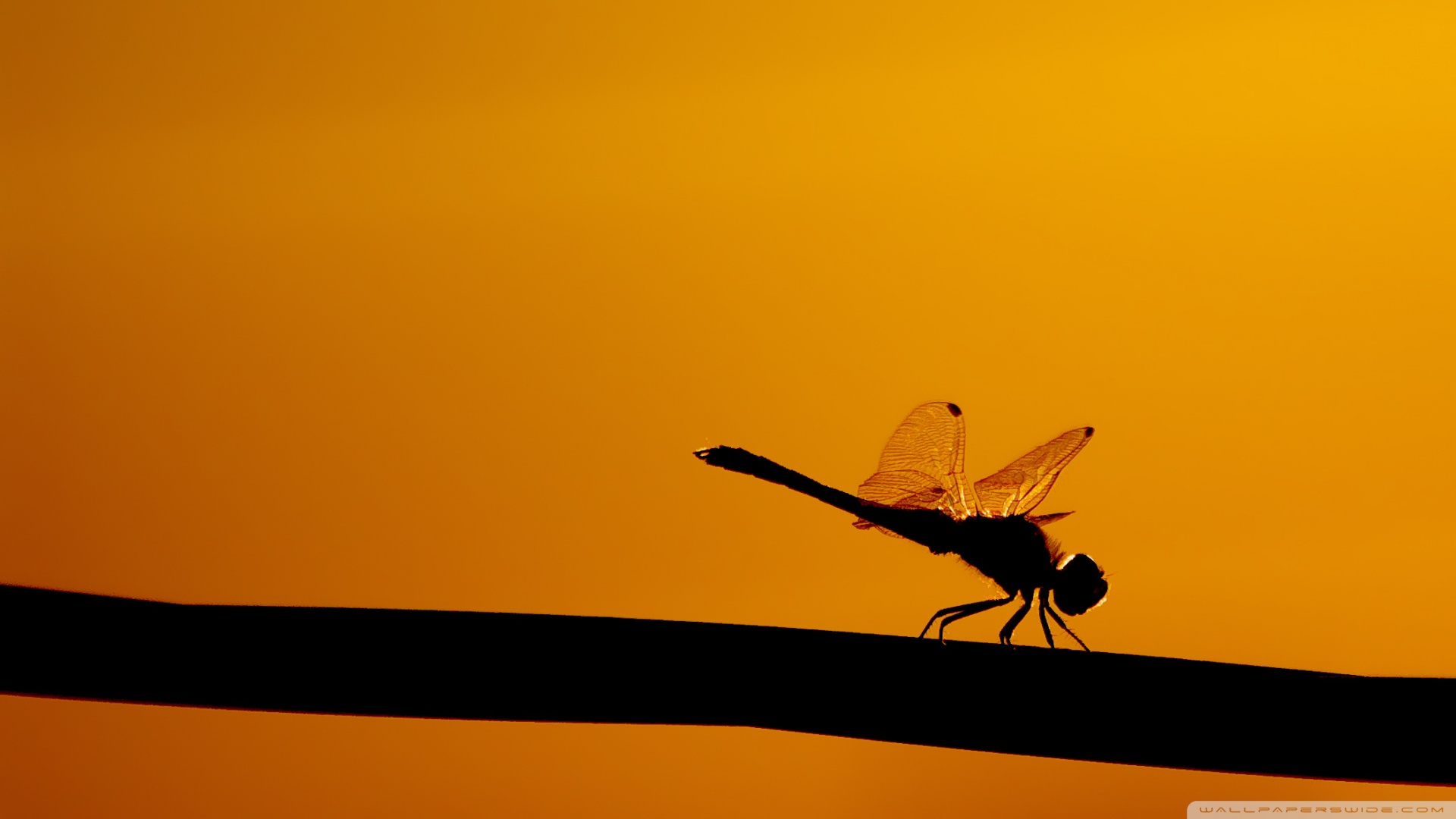 Stick Wallpaper Dragonfly Image