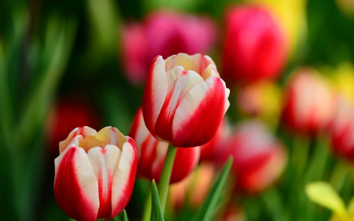 Buds Red And White Tulips Flowers Spring Wallpaper