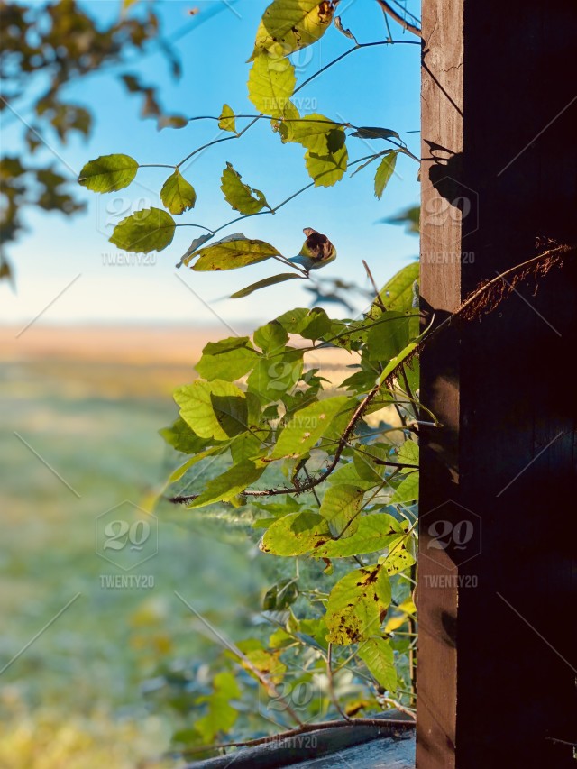 Fall Season Natural Background Nature Looking Out Of A